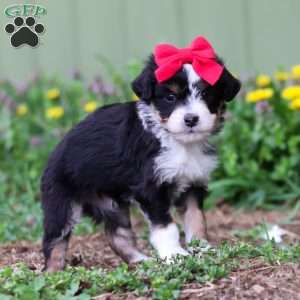Bella, Mini Aussiedoodle Puppy